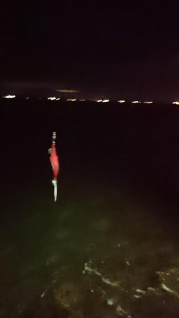 このハマチ ハウマッチ