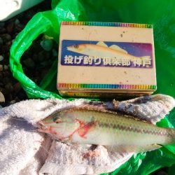 津井海岸でキス狙い