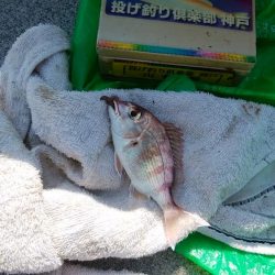 妻鹿へキス釣査