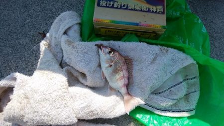 妻鹿へキス釣査