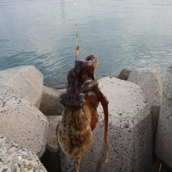 キス調査しました