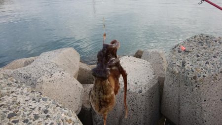 キス調査しました