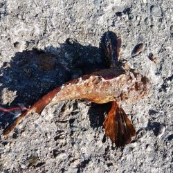 播磨新島でキス狙い