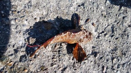 播磨新島でキス狙い