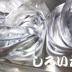 「しろいたち流」　タチウオ、入れ食い、爆釣！