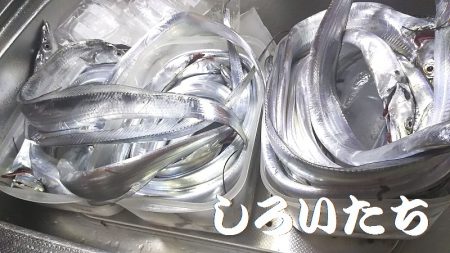 「しろいたち流」　タチウオ、入れ食い、爆釣！