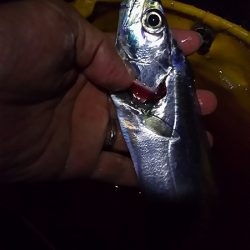 ナイスバディのタチウオ釣れた。