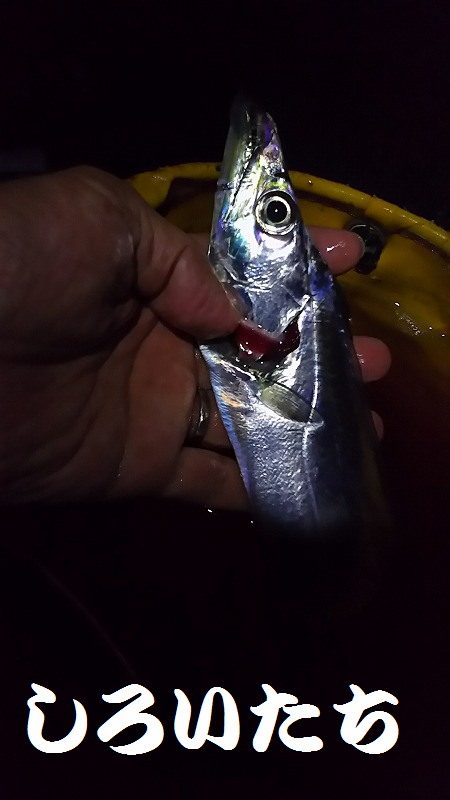 ナイスバディのタチウオ釣れた。