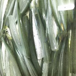 今日はのんびりサヨリ釣り。