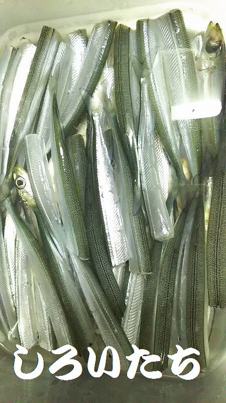 今日はのんびりサヨリ釣り。