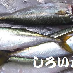 最初はよかった。