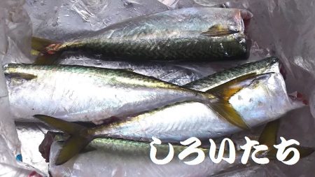 最初はよかった。