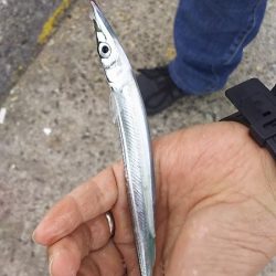 サヨリ時々イワシ。