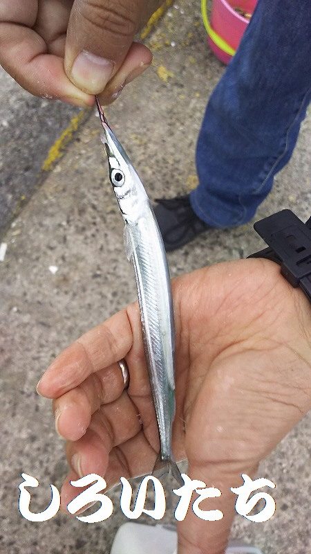 サヨリ時々イワシ。