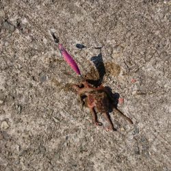 カワハギとタコとイカ