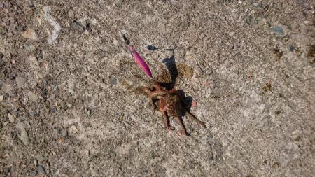 カワハギとタコとイカ