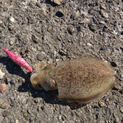 強風の中のエギング