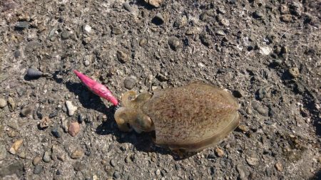 強風の中のエギング