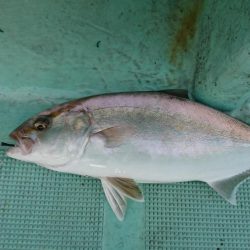 県南ノマセサビキ&ジギング&タイラバ