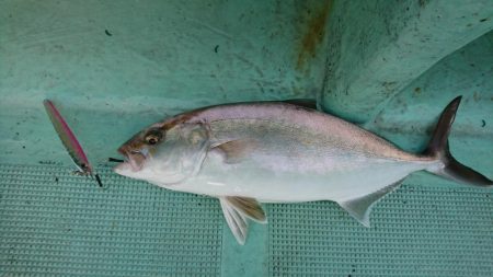 県南ノマセサビキ&ジギング&タイラバ