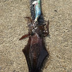 エソカッター？