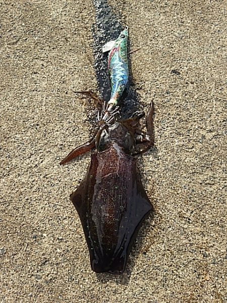 エソカッター？