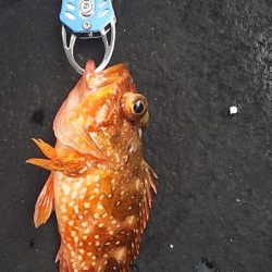 今シーズン初ジギング