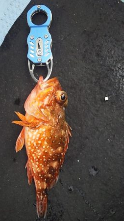 今シーズン初ジギング