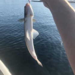 Supフィッシング