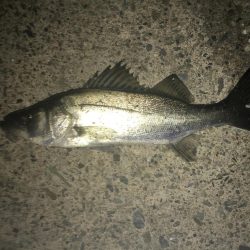 アジングでチーバス