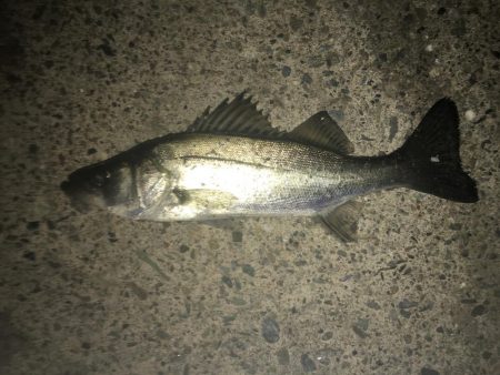 アジングでチーバス