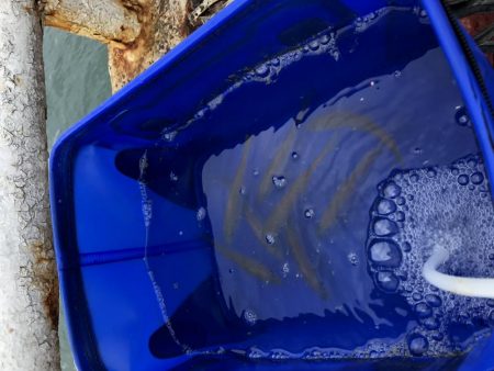 サビキのちノマセ