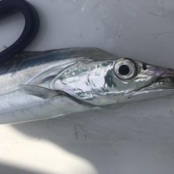 タチウオジギング