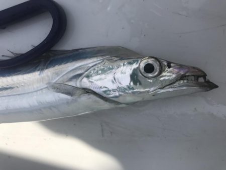 タチウオジギング