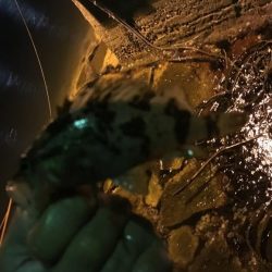 暴風雨ライトゲーム