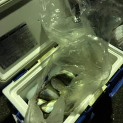 アジ サバ 大漁