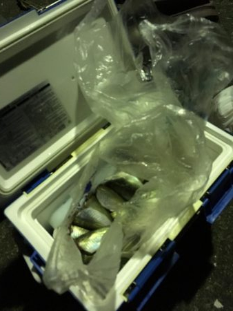 アジ サバ 大漁