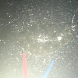 アジングでソゲ