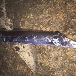 やっとタチウオ！