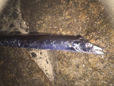 やっとタチウオ！