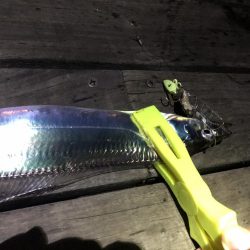 コスモスクエアの太刀魚2