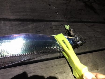 コスモスクエアの太刀魚2