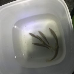 良かったです。