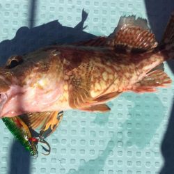 タイラバ  SLJ in 野北沖