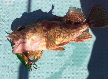 タイラバ  SLJ in 野北沖