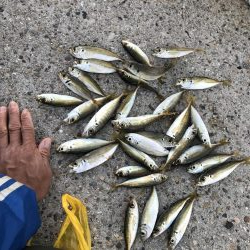 アジと太刀魚共に渋し