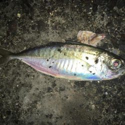 タチウオワインド＆アジング