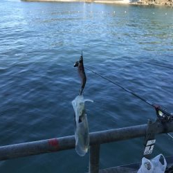 青物&ヒラメ求めて！