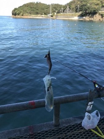 青物&ヒラメ求めて！