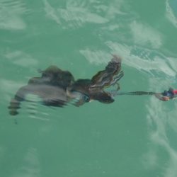 デイエギングは…